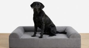 K9 Ballistics Chew Proof Dog Bed Review: Finally, A Bed Bailey Can't Destroy