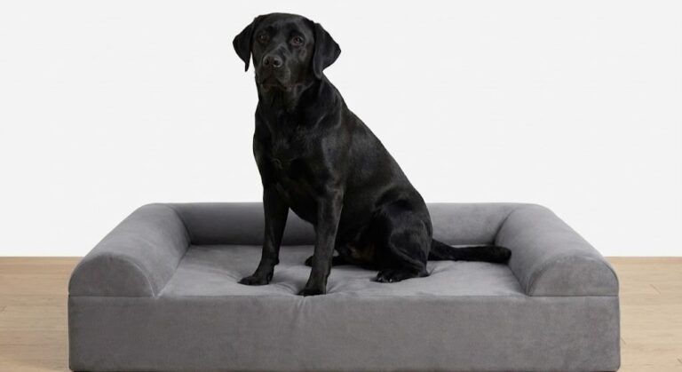 K9 Ballistics Chew Proof Dog Bed Review: Finally, A Bed Bailey Can't Destroy