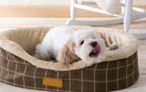 Best Dog Beds for Large Breeds: Tested With Our Big Dogs