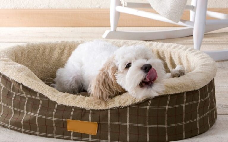 Best Dog Beds for Large Breeds: Tested With Our Big Dogs