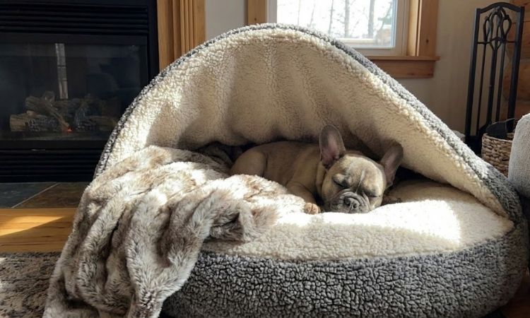 Best Dog Cave Beds & Hooded Dog Beds: Complete Buyer's Guide