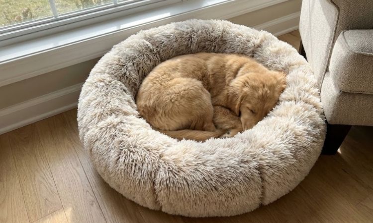 Best Donut Dog Beds: Round, Cosy & Calming Options