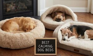 Best Calming Dog Beds: Reduce Anxiety and Stress