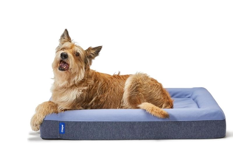 Casper Dog Bed Review: Is the Premium Price Worth It?