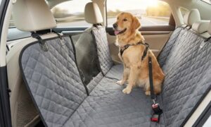 Best Dog Beds for Cars: Safe and Comfortable Travel