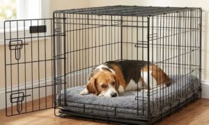 Best Dog Beds for Crates: Perfect Fit Crate Pads and Mats