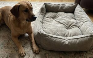 When to Replace Your Dog's Bed: 7 Signs It's Time