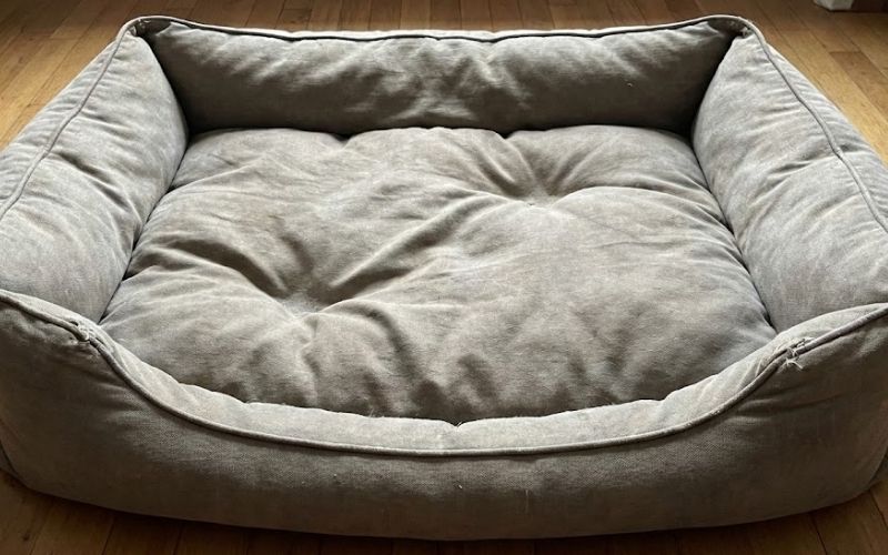 Your Dogs Needs Have Changed