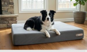 Best Dog Beds for Border Collies: Rest for Active Minds & Bodies