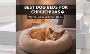 Best Dog Beds for Chihuahuas: Cosy Beds for Tiny Dogs