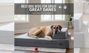 Best Dog Beds for Great Danes: Giant Beds for Gentle Giants