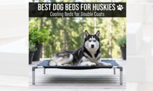 Best Dog Beds for Huskies: Cooling, Durable & Sized Right