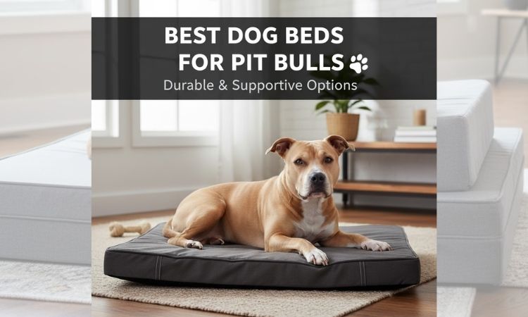 Best Dog Beds for Pitbulls: Durable, Supportive & Comfortable