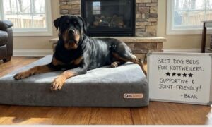 Best Dog Beds for Rottweilers: Support for Powerful Dogs