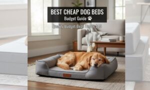 Best Cheap Dog Beds: Quality Beds That Won't Break the Bank