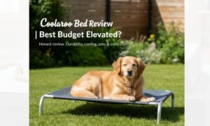 Coolaroo Dog Bed Review: Best Budget Elevated Bed?