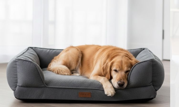 Best Dog Beds for Arthritis: Pain Relief & Joint Support