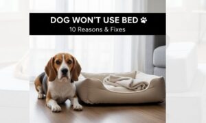 Why Won't My Dog Use Their Bed? 10 Reasons & How to Fix It