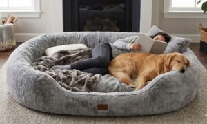 Best Human Dog Beds: Giant Beds You Can Share With Your Dog