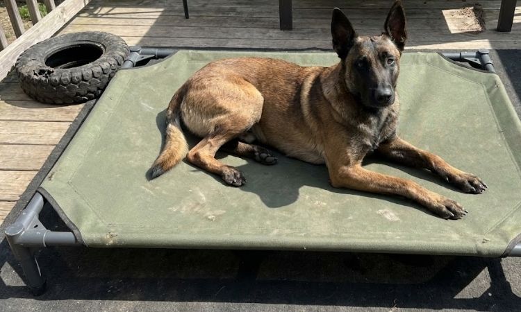 Best Indestructible Dog Beds: Chew-Proof & Tear-Resistant Options