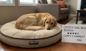 Kirkland (Costco) Dog Bed Review: Best Value Big-Box Bed