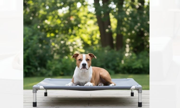 Kuranda Dog Bed Review: The Ultimate Chew-Proof Bed?