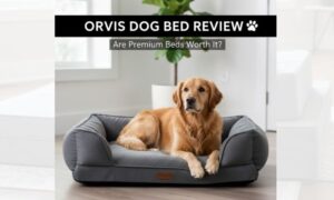 Orvis Dog Bed Review: Are Premium Beds Worth the Price?