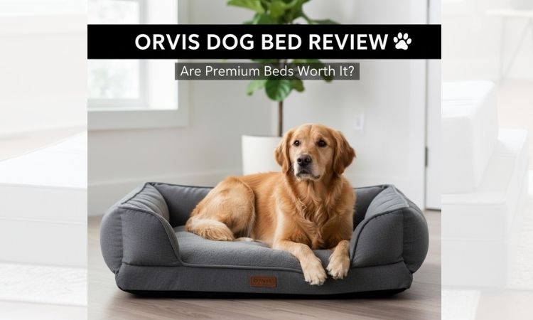Orvis Dog Bed Review: Are Premium Beds Worth the Price?
