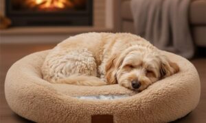 Best Self-Warming Dog Beds: Thermal Beds Without Electricity
